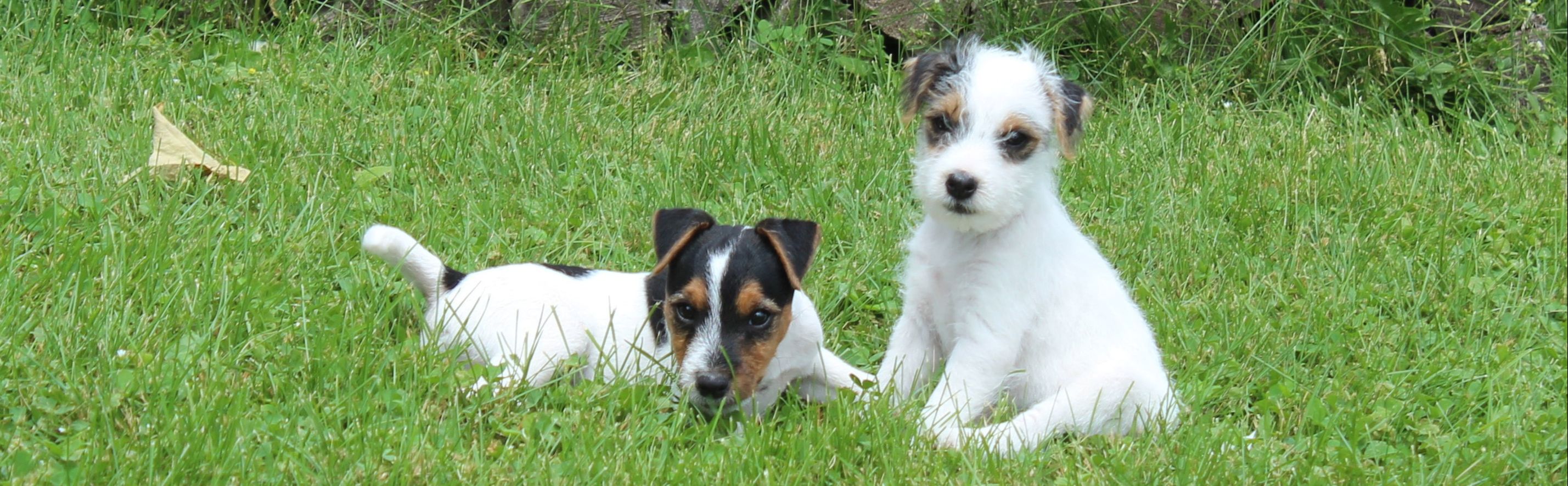 Reynard S Folly Jack Russell Terriers Home